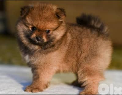 pomeranian spitz