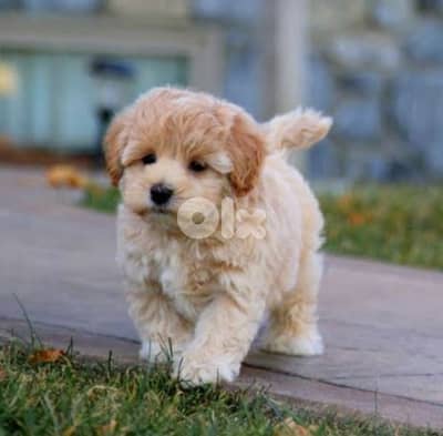 maltipoo