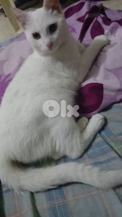 turkish angora