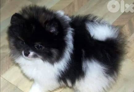 pomeranian
