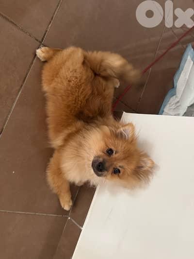 pomeranain spitz