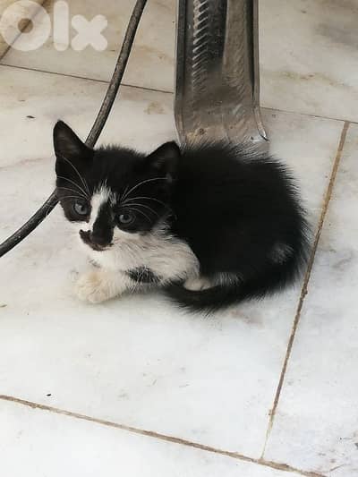 little cat