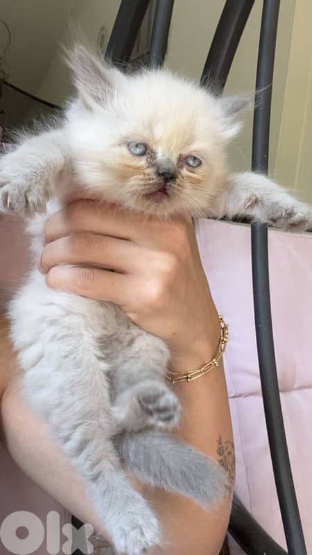 so cute and kind 1