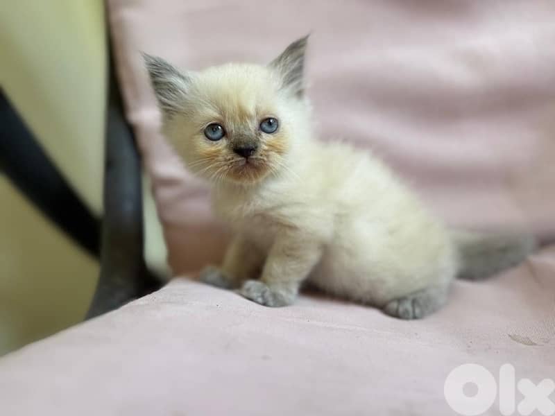 so cute and kind 3