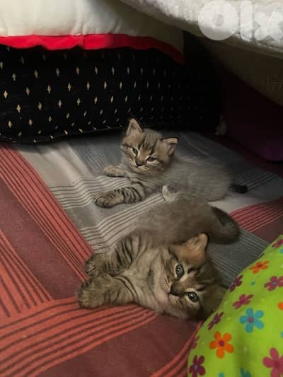 for sale kitten whatsapp 03781849