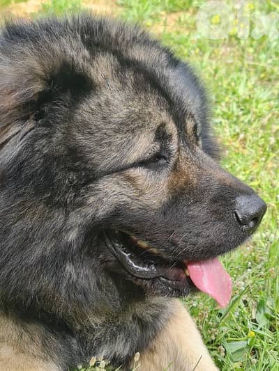 Caucasian Ovcharka