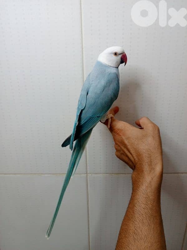 ذكرين درة ringneck 2