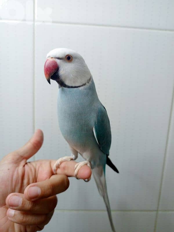 ذكرين درة ringneck 3