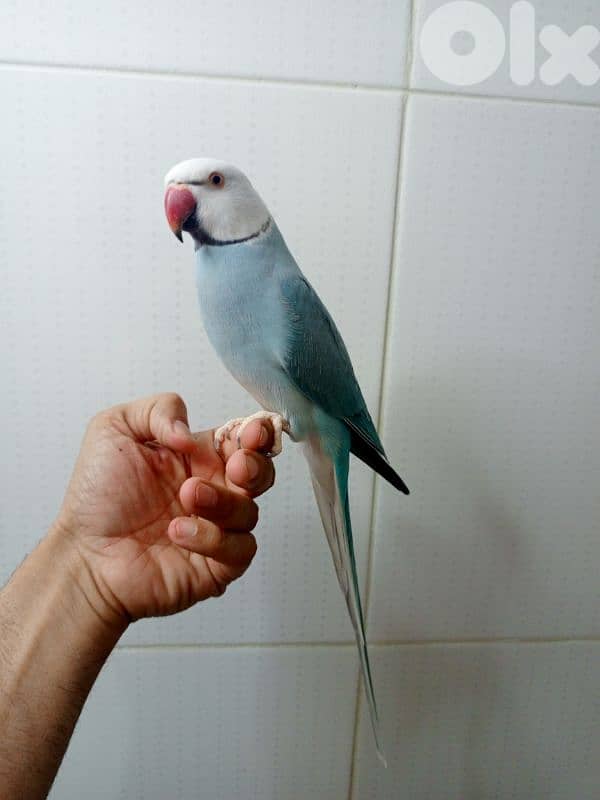 ذكرين درة ringneck 4