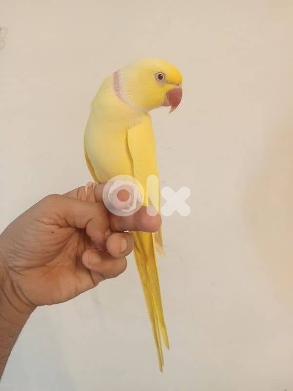 ذكرين درة ringneck 5