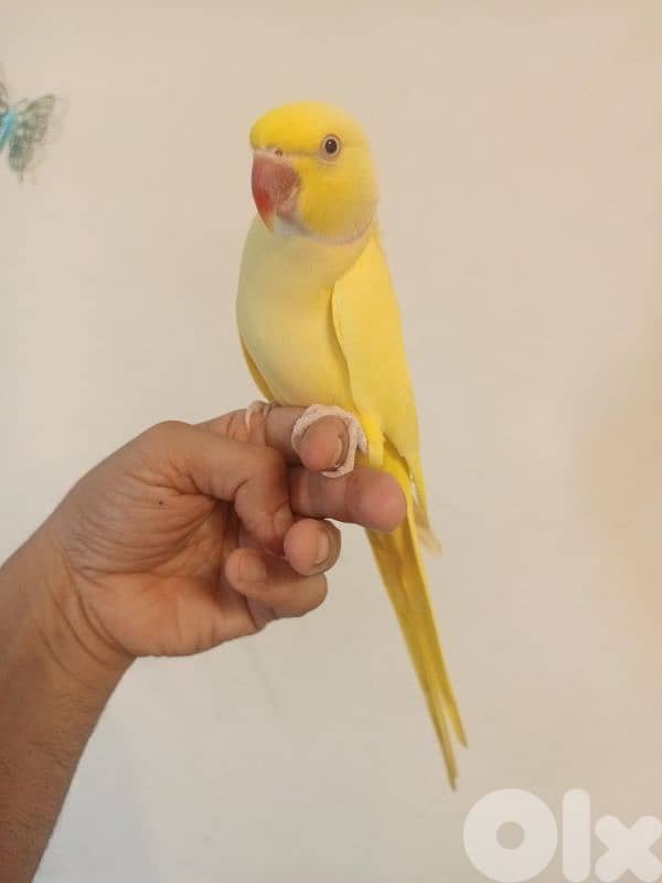 ذكرين درة ringneck 6