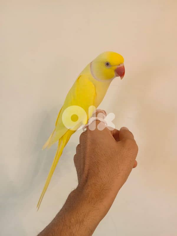 ذكرين درة ringneck 7