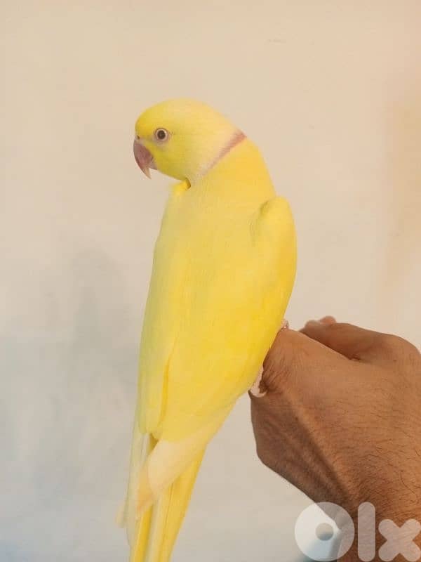 ذكرين درة ringneck 8