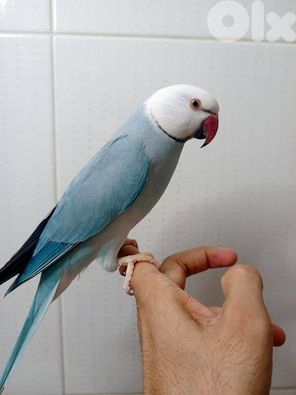 ذكرين درة ringneck 0