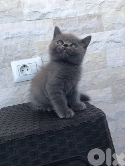 British shorthair kitten available