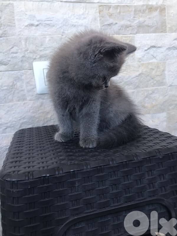 British shorthair kitten available 1