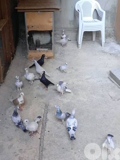 صيدا سيروب