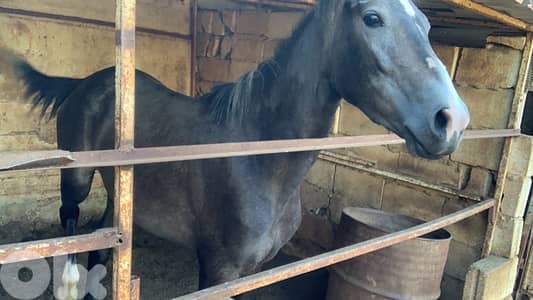 طرابلس الكورة