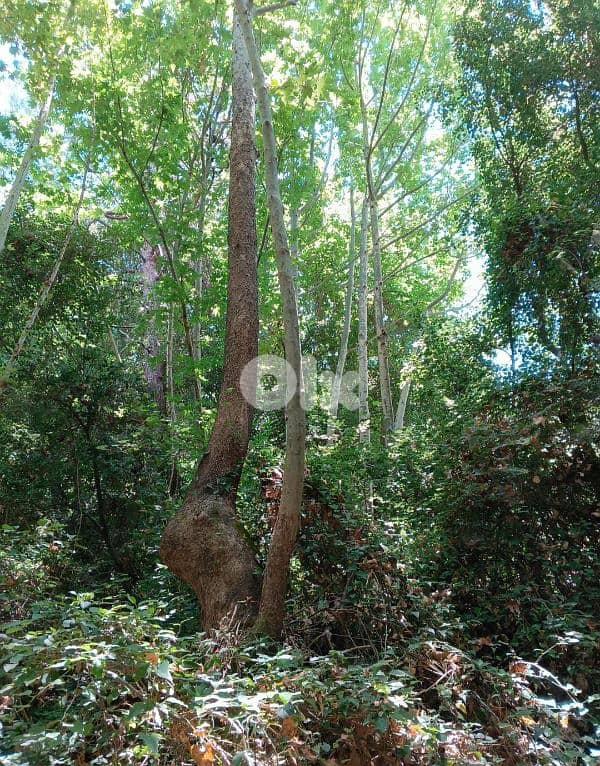 أرض للبيع في نبع الصفا  الشوف بريح chouf  land for sale in 0