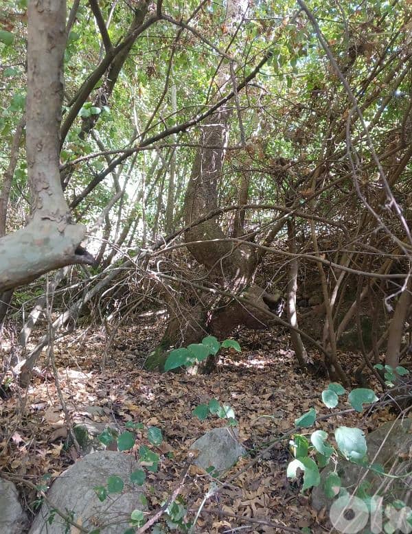 أرض للبيع في نبع الصفا  الشوف بريح chouf  land for sale in 3