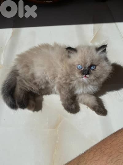 Kittens for sale hemalayan