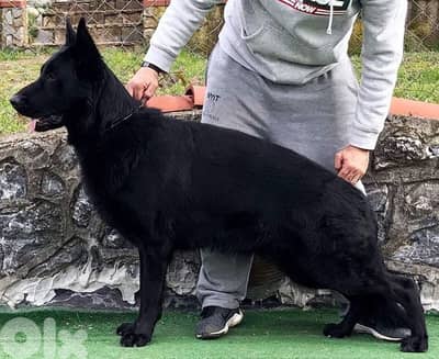 Full black German Shepherd