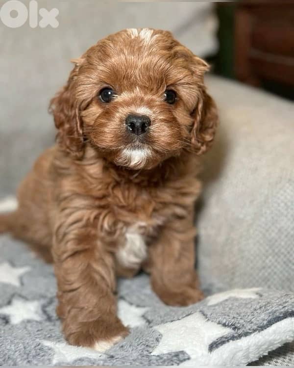 Adorable & cute Cavapoo puppy available in store & delivery all areas 0