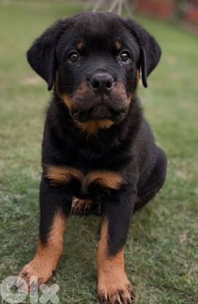 rottweiler