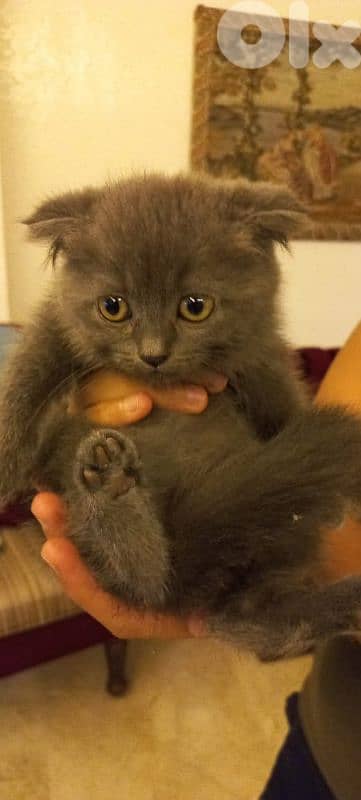 female Grey Scottish Fold Kittens 2 month