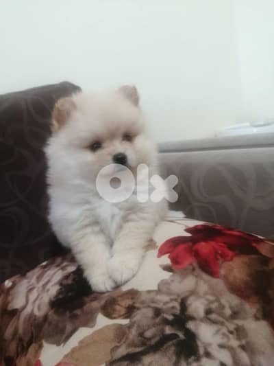 Pomeranian male vaccine available