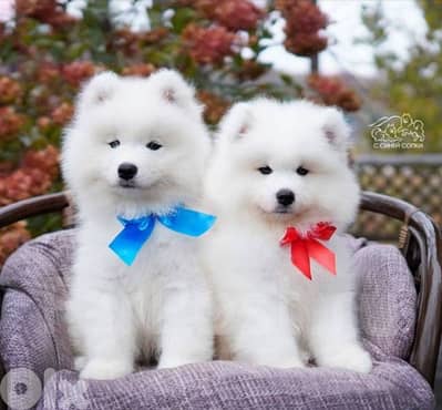 Samoyed Pure White Puppies/ high quality dog كلاب
