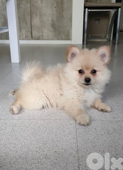 Spitz puppy cream color Smallest Size