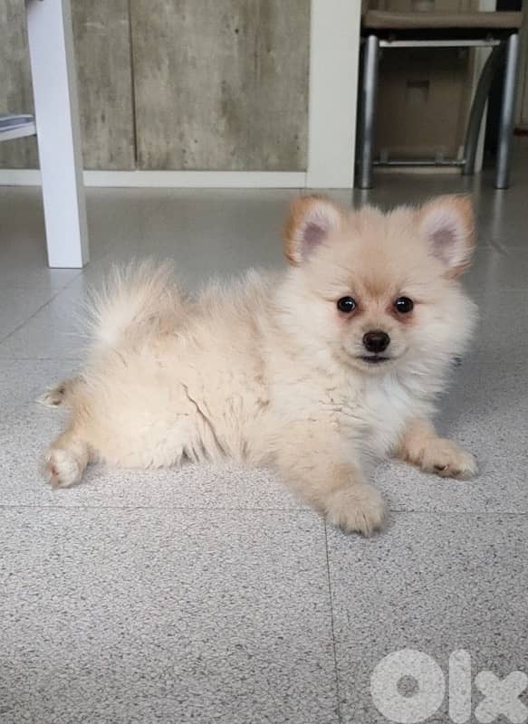 Pomeranian Spitz puppy cream color Smallest Size 0