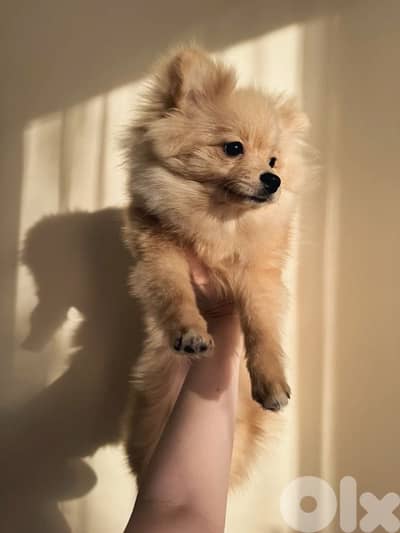 Apricot Spitz Small Size puppy Delivery Available
