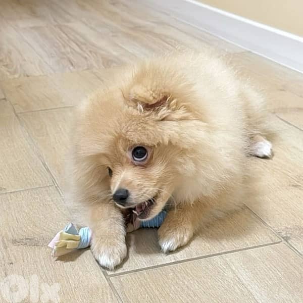 Spitz cream puppy small 0