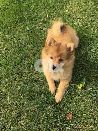 Spitz Gold Puppies Delivery