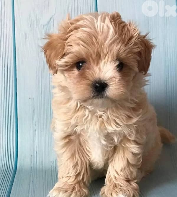Imported Cavapoo light brown puppy 0