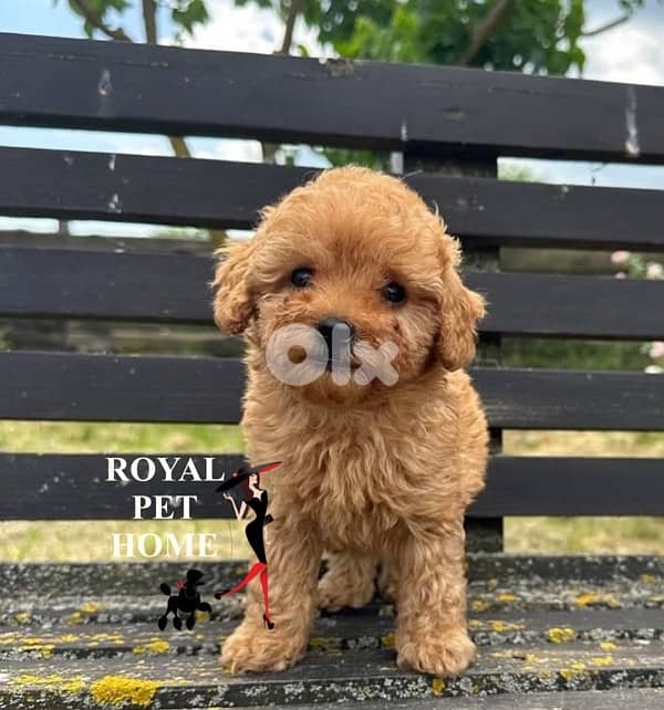 Teacup Imported Maltipoo Puppy 0