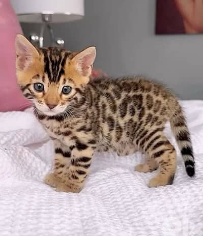 Pure & Special Bengal Kittens Available/ cat قطط بنغال