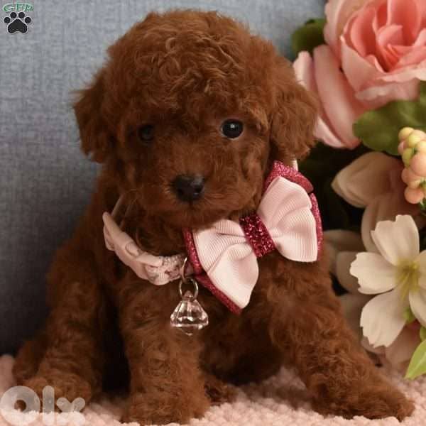 Toy Poodle Red Brown Puppies in Store / dog كلاب 0