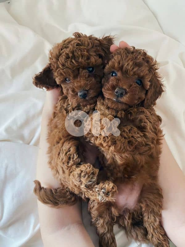 Poodle Toy Puppies Small Size/ dog كلاب 0