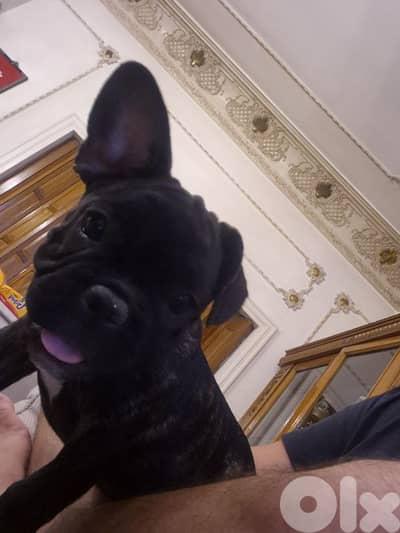 French Bulldog Puppies