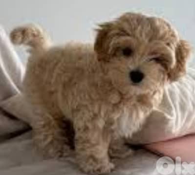 Maltipoo