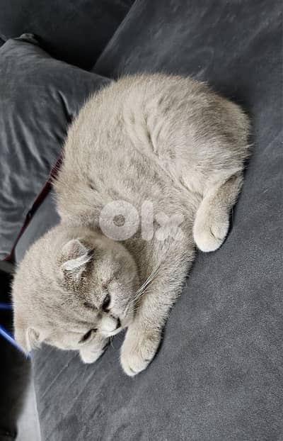 Scottish Fold Kitten – Beige Tabby