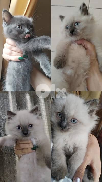 KITTENS