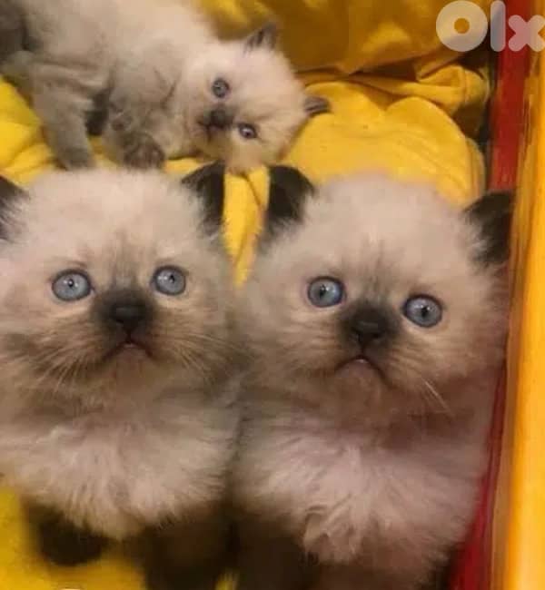 pure breed Himalayan,males and females available 2