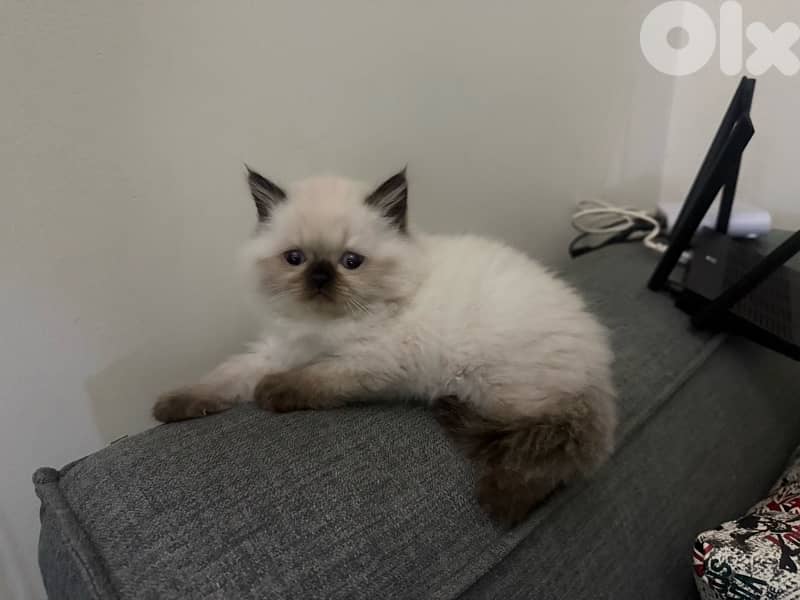 pure breed Himalayan,males and females available 3