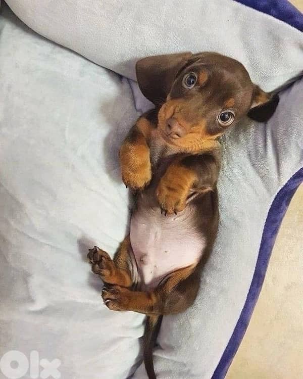 Dachshund brown and tan IMPORTED per request 0