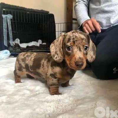 Dachshund puppy Imported merle