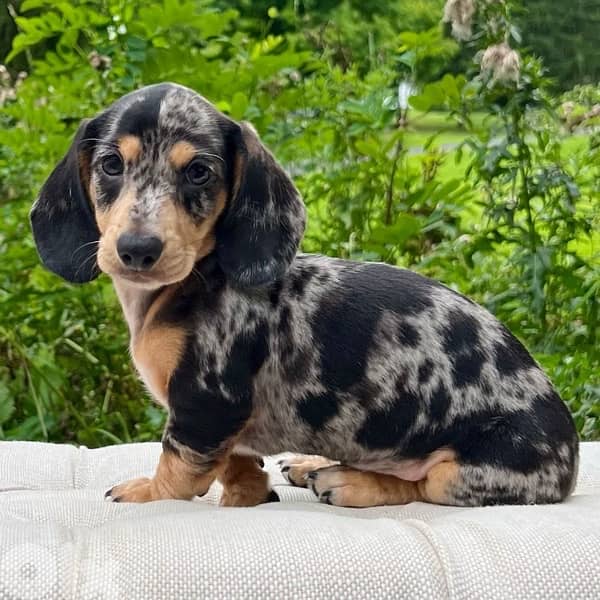 Dachshund merle Sausage dog Teckel Imported 0